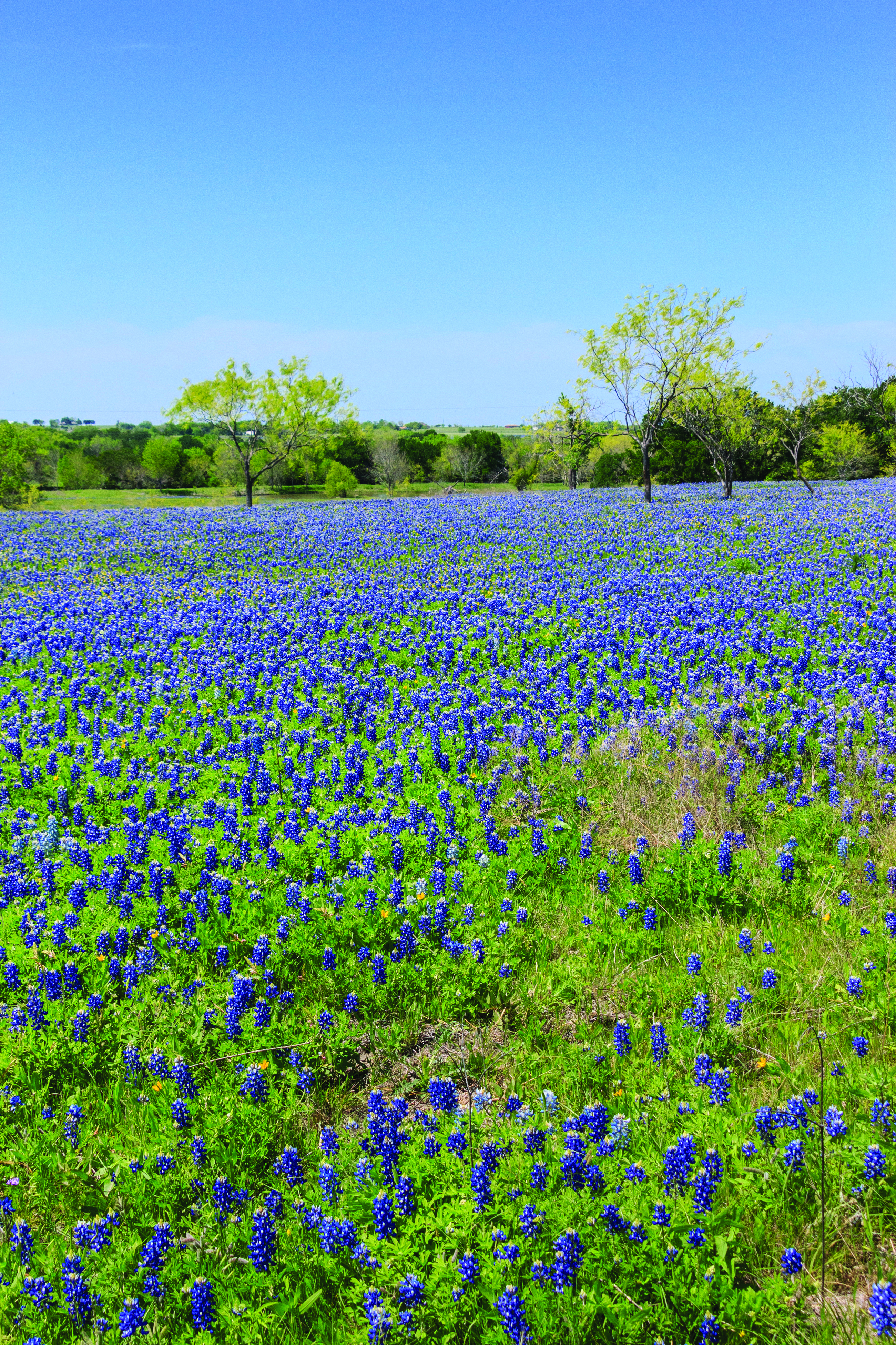 Field of Blue Bonnets- Getty Images