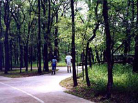 pedestrian path through trees
