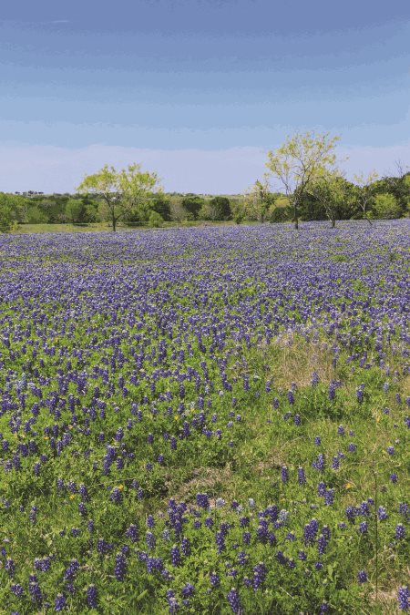 Field of Blue Bonnets- Getty Images