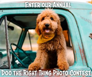 2021 Cute Dog Photo Contest